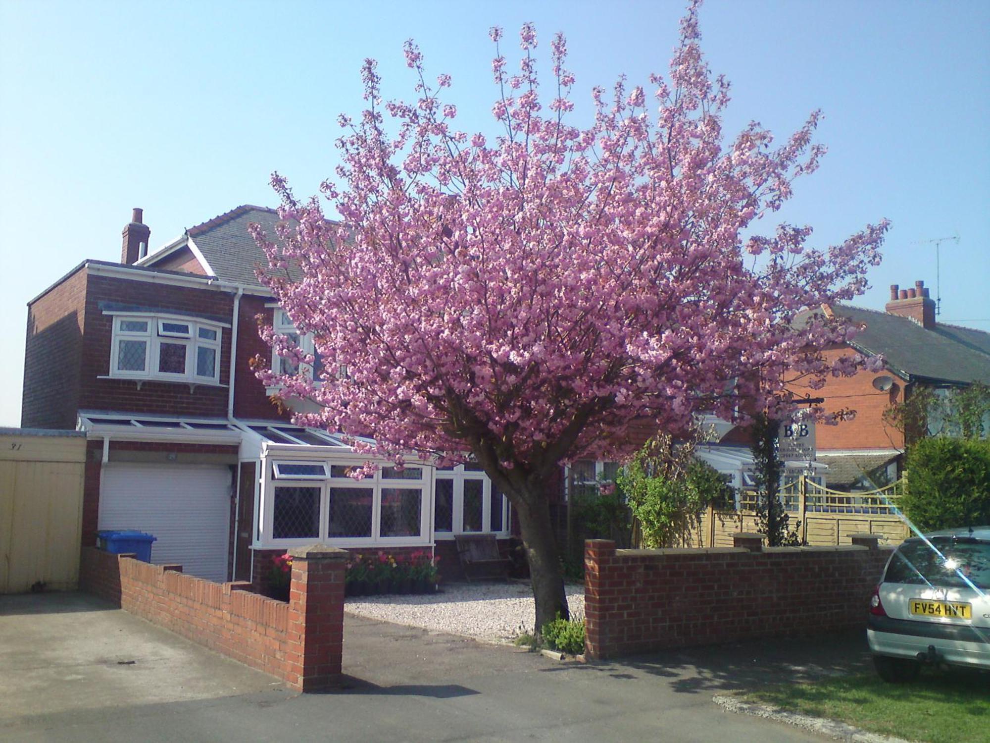 Cherry Blossom Guest House Уитби Екстериор снимка